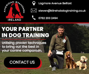 American Standard K9 Ireland