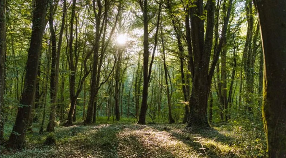 Blueprint To Accelerate Woodland Creation